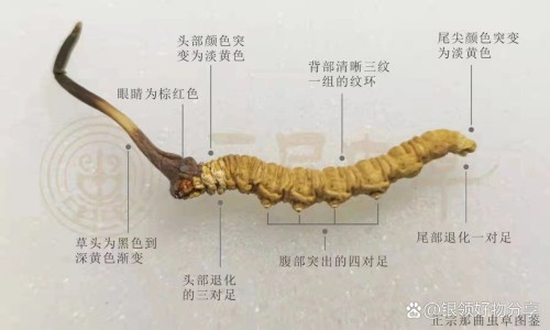 葵花胃康灵胶囊-葵花胃康灵胶囊专区_葵花胃康灵副作用专区_葵花胃康灵胶囊有毒网