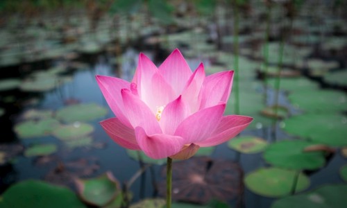 葵花胃康灵胶囊-葵花胃康灵胶囊专区_葵花胃康灵副作用专区_葵花胃康灵胶囊有毒网